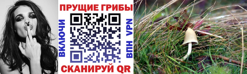 Псилоцибиновые грибы MAGIC MUSHROOMS  shop наркотические препараты  Игарка  kraken рабочий сайт 
